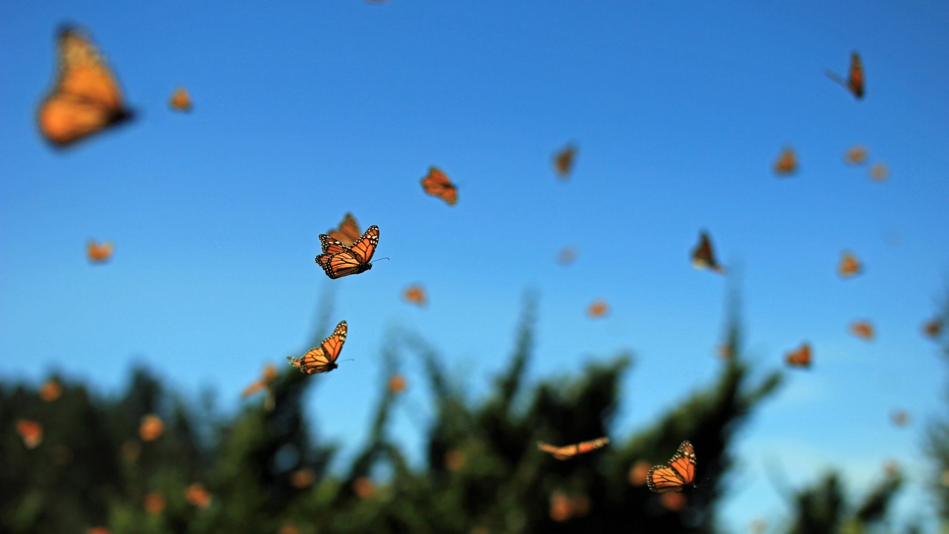 Monarch PEAK Migration